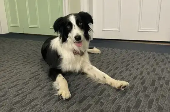 Lost Border Collie: Byron Shire Area