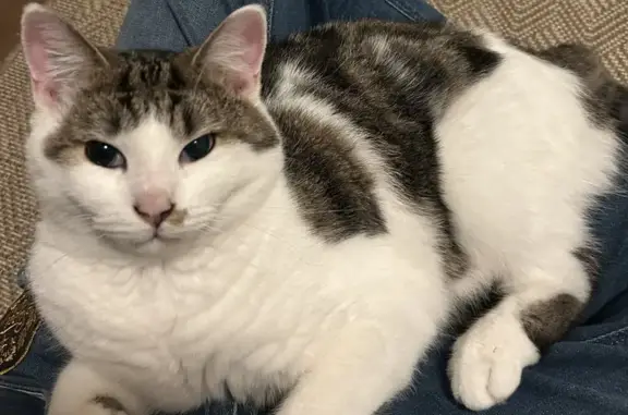 Chat perdu, Sainte-Savine, photo: Chat disparu à Sainte-Savine