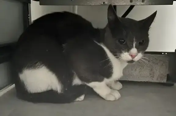 Chat trouvé blanc/noir à Saint-Nazaire - photo