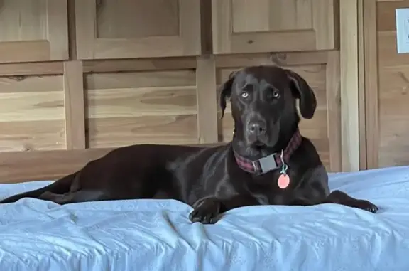 Help Find Lexi: Lost Chocolate Lab