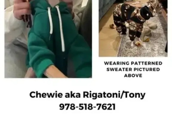 Help Find Chewie: Lost in Ithaca, NY