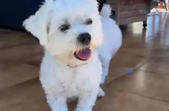 ¡Ayuda! Bichon Maltés Perdido en Elche