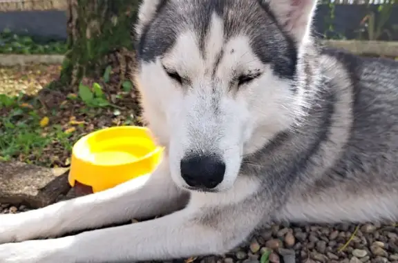 Husky mâle gris trouvé à Ozourt - photo