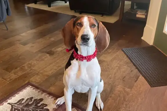 Lost Treeing Walker Coonhound: SophieSue