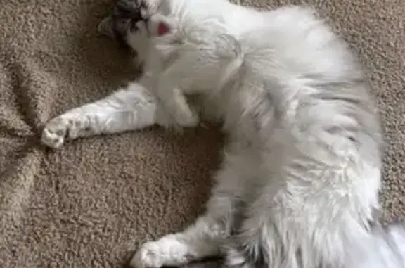 Chat perdu, Carbon-Blanc, photo: Petite chatte blanche et grise perdue