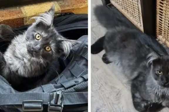 Animaux perdus Dammarie-les-Lys, photo: Chat Maine Coon gris disparu à Dammarie