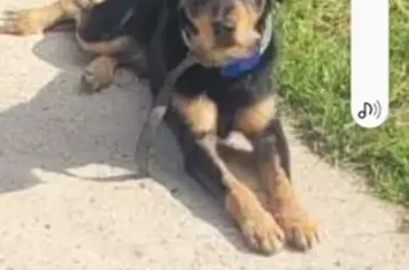 Chien perdu, mâle peureux, Marley, Laon - photo