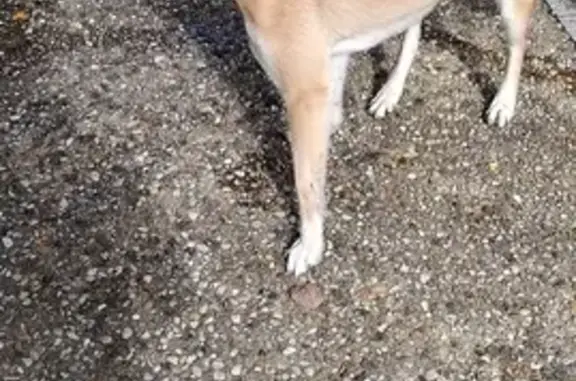 Malinois trouvé à Manzac-sur-Vern - photo