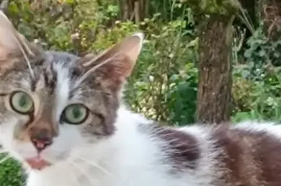 Animaux trouvés Albert, photo: Chat trouvé, européen blanc taches grises