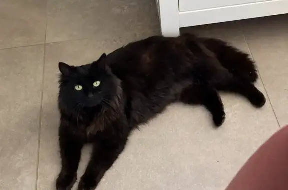 Chat noir mâle disparu à Seiches-sur-le-Loir - photo