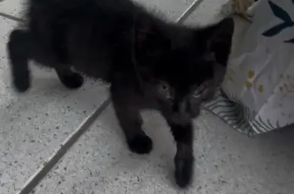 Chat trouvé Guissény, photo: Chaton noir trouvé à Guissény (29)