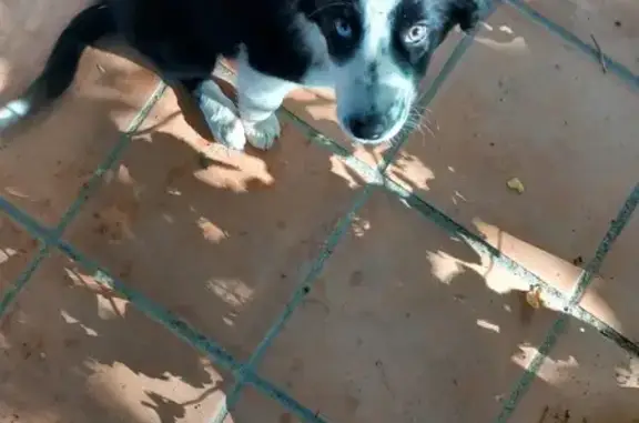 Deux chiots border collie trouvés en grange - photo
