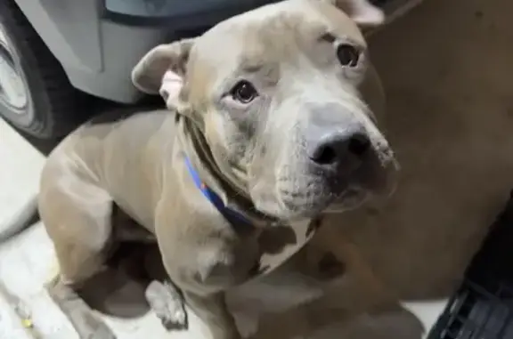 Friendly Male Pitbull Found in Chicago