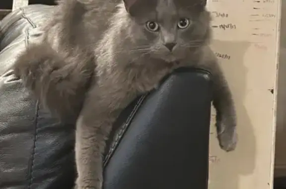 Lost Gray Cat: Yankees Sweatshirt, Kennesaw