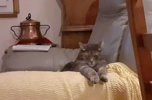 Chat gris rayé perdu, répond à Mimi - photo