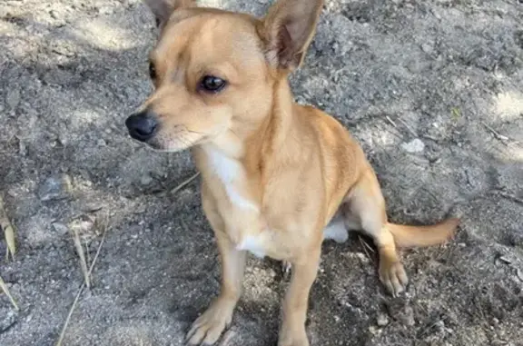 Chien sociable trouvé sur plage Monaco - photo