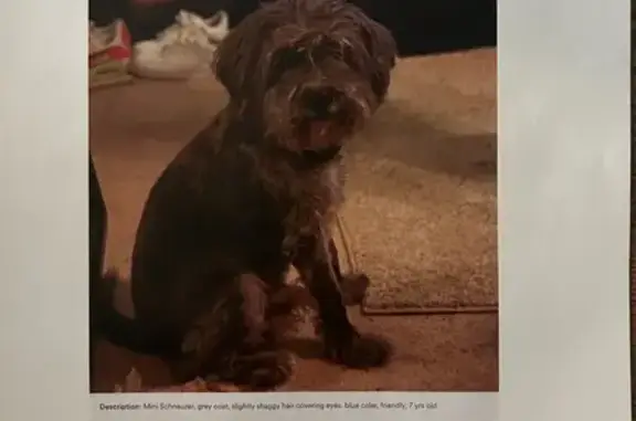 Lost Mini Schnauzer: Seen Warner Robins