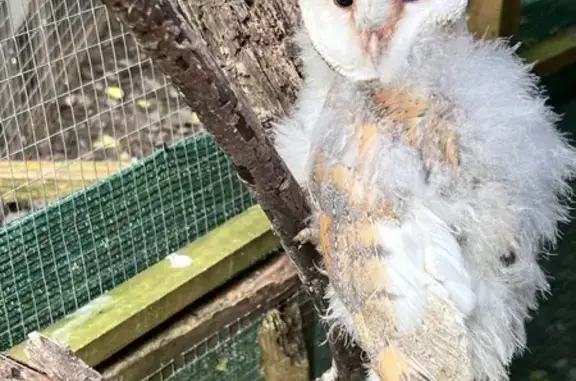 Found: Fully Feathered Female Barn Owl