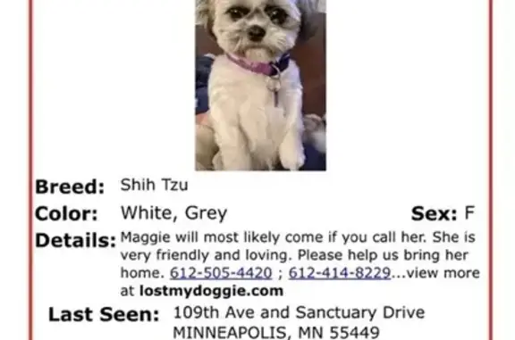 Lost Shitzu: Maggie, Raccoon-Like, Mpls