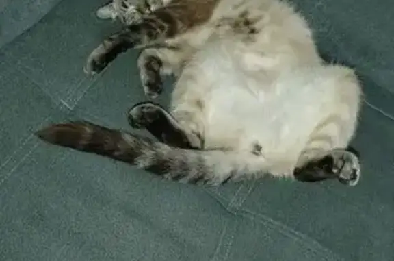 Chat perdu : Aria, 3 ans, blanc-gris, Hamel - photo