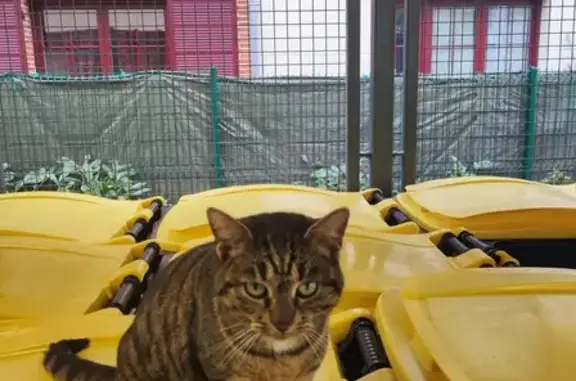 Chat trouvé Ressons-sur-Matz, photo: Chat trouvé Rue de la Laiterie, Ressons