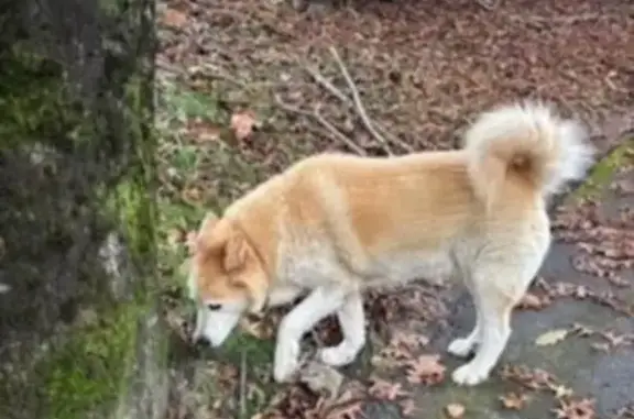 Chien trouvé Saint-Vincent-de-Tyrosse, photo: Chien beige roux trouvé à St-Vincent-de-Tyrosse