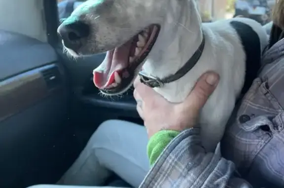 Sweet Dog Found Near Herriman Gas Station