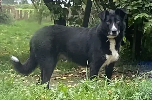 Chien trouvé à Mouazé, Haut Bourg - photo