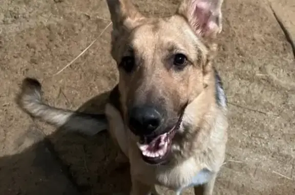 Found: Sweet German Shepherd in Conyers