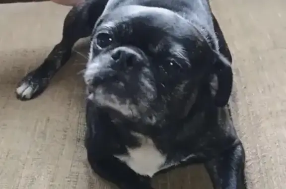 Lost Black Pug Mix in Kalamazoo Area