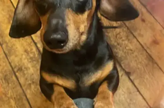 Lost Dachshund Roy: Little River Ct