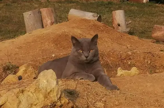 Chat perdu, Saint-Geniès-de-Comolas, photo: Chat gris 1 an perdu, Allée des Lilas