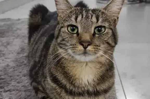 Chat perdu, Mitry-Mory, photo: Chat tigre femelle 5 ans perdu Mitry-Mory