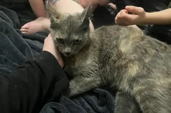 Lost Young Cat: Grey with Orange Markings