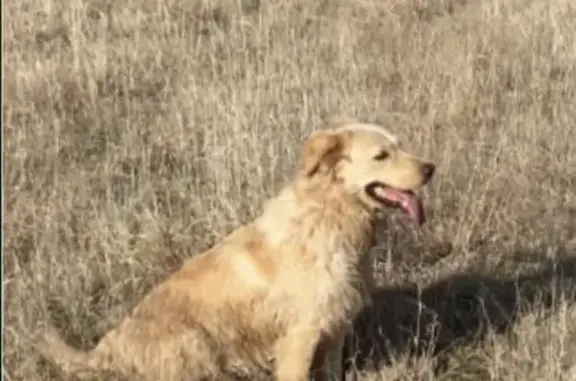 Missing Golden Mix: Help Find Her!