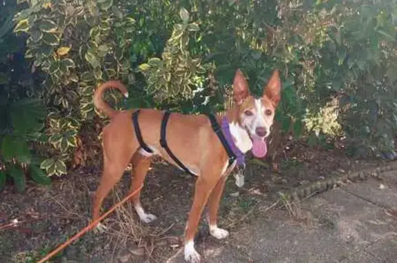 Podenco marron perdu à Lombers - photo