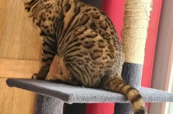 Chat perdu, Bezouce, photo: Chat Bengal 4 ans perdu à Bezouce