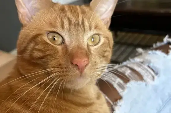 Lost: Friendly Orange Cat in Townsend