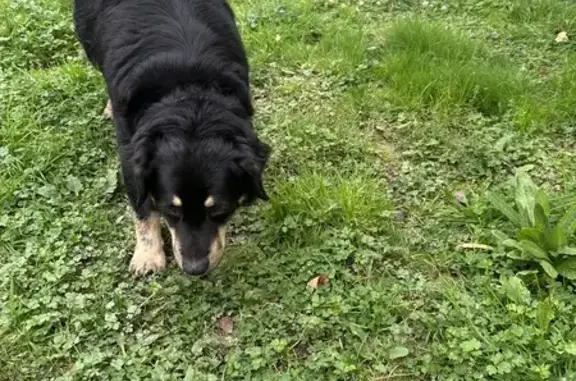 Chien trouvé , photo: Chiens trouvés entre Ervauville et Bazoches