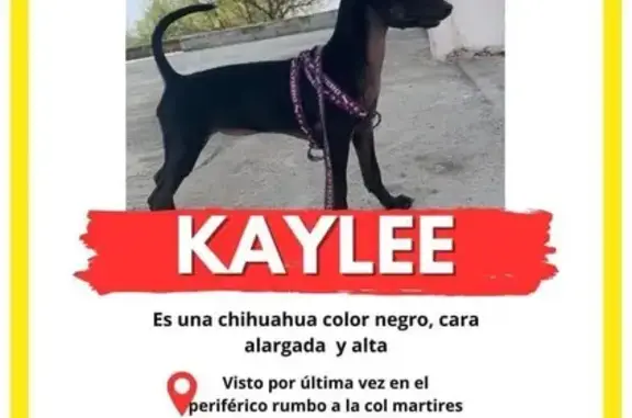 Chihuahua Negra Perdida en Juchitán