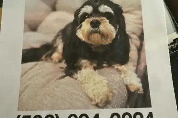 Help Find Carli: Missing Cavapoo in Louisville