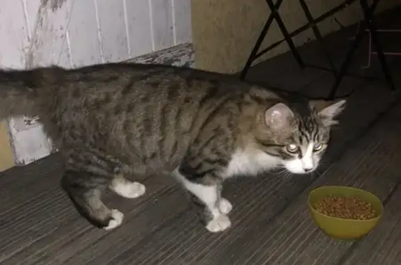 Chat jeune gris-blanc trouvé, Les Ardillats - photo