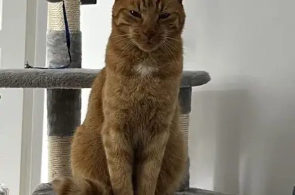 Chat perdu, La Chapelle-de-Guinchay, photo: Chat perdu à La Chapelle-de-Guinchay