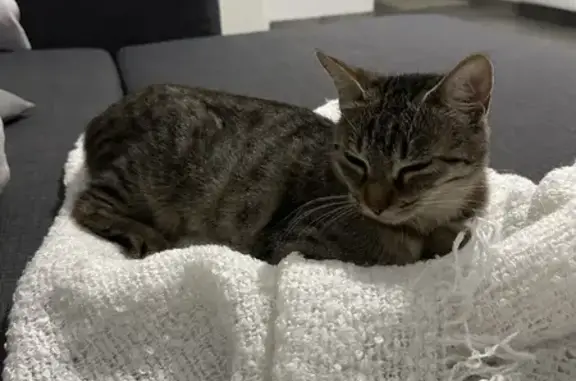 Chatte tigrée grise/noire trouvée à Toulouse - photo