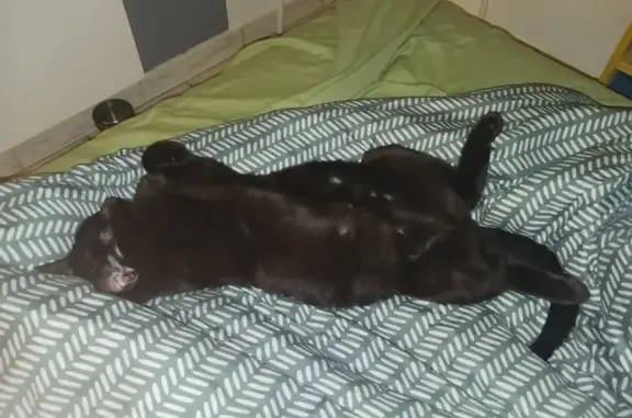 Animaux perdus Auch, photo: Chaton noir perdu à Auch, contactez-moi