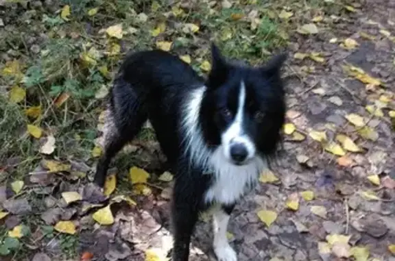 Chien perdu , photo : Chien perdu : Mala, tâche blanche, collier noir