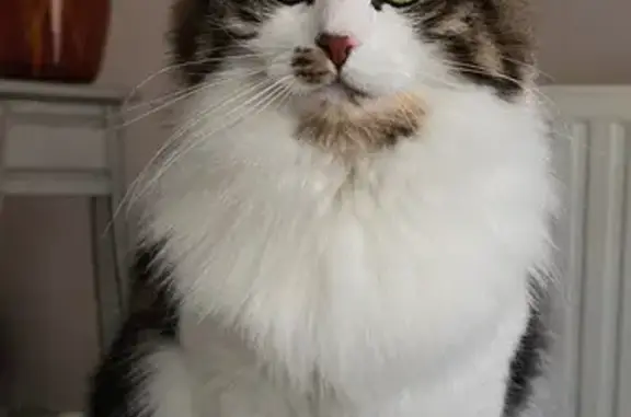 Chat perdu, Sassenage, photo: Chatte perdue à Sassenage, aide recherchée