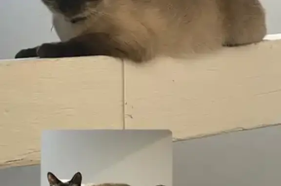 Animaux perdus Nantes, photo: Chatte siamoise perdue à Nantes