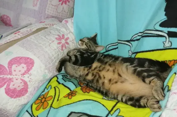Chat perdu, Vicq-sur-Breuilh, photo: Chat tigré perdu à Vicq-sur-Breuilh