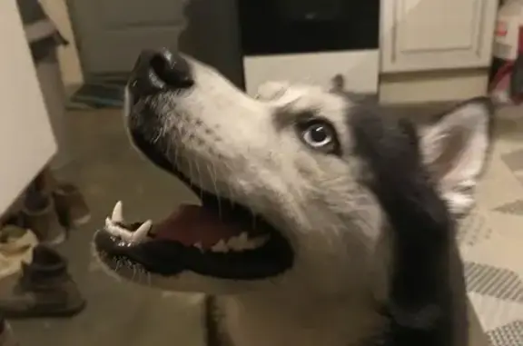 Husky mâle noir et blanc trouvé à Étaules - photo